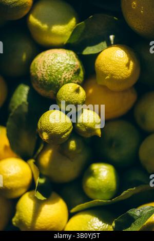 Lemons ripening on a tree Stock Photo