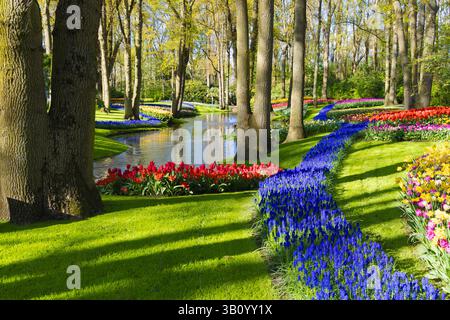 Blue Muscari river flows alongside a stream through woodlands in Keukenhof Gardens, bordered by colorful tulip beds, green lawn, and tall trees. Stock Photo
