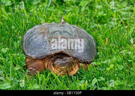 Large adult snapping turtle walking through the grass on land away from water closeup view in springtime Stock Photo