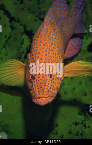 Miniata Cod coral cod Cephalopholis miniata Raja Ampat Irian Jaya West Papua ...