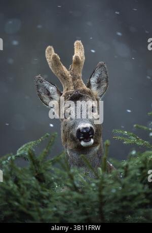 Jan. 06, 2009 - ROE DEER  male in falling snow. Capreolus capreolus. (Credit Image: © Manfred Danegger/Evolve/Photoshot/ZUMAPRESS.com) Stock Photo