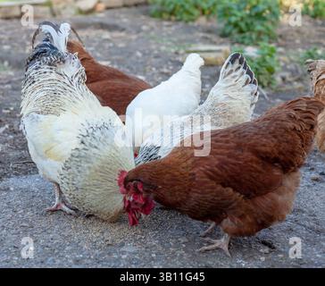 Free-range chickens enjoying the outdoors in a peaceful rural setting, pecking and roaming freely under natural daylight Stock Photo