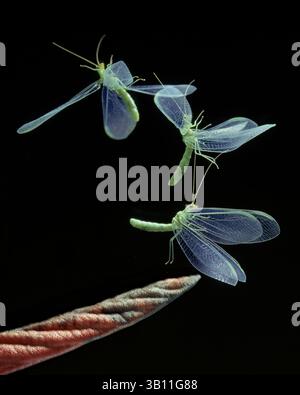 Jan. 06, 2009 - GREEN LACEWING in flight. Chrysopa sp. (Credit Image: © Stephen Dalton/Evolve/Photoshot/ZUMAPRESS.com) Stock Photo