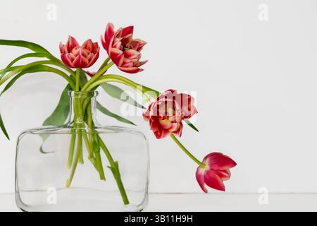 colourfule tulips in a glass vase against a white background Stock Photo