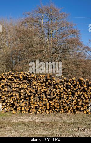 An abundance of felled tree trunks in the countryside, on a sunny spring day Stock Photo