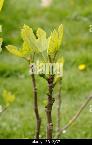Baby Figs on young Fig Brown Turkey tree in mid-Spring Stock Photo
