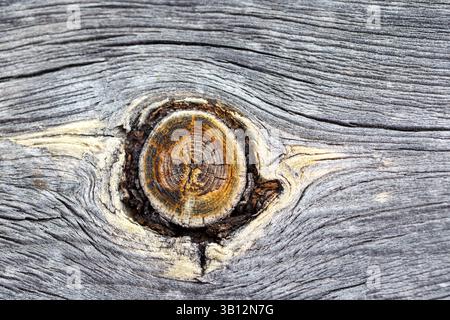 Close-up shot showcasing a circular tree knot surrounded by weathered grey wood with visible grain and texture. Stock Photo