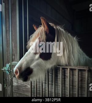 Pinto Icelandic horse looking out from stable stall Stock Photo