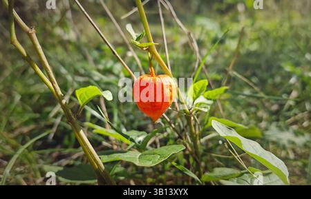 Closeup chinese lantern plant, orange fruit hanging from a slender stem surrounded by green foliage background. Alkekengi officinarum also named bladd Stock Photo