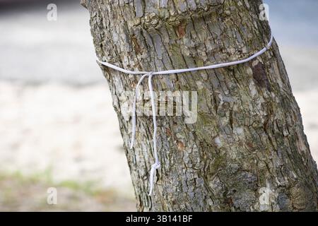 white shoelace tied around tree trunk Stock Photo