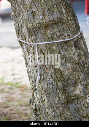 white shoelace tied around tree trunk Stock Photo
