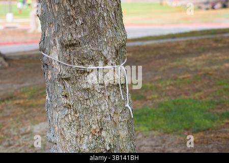 white shoelace tied around tree trunk Stock Photo