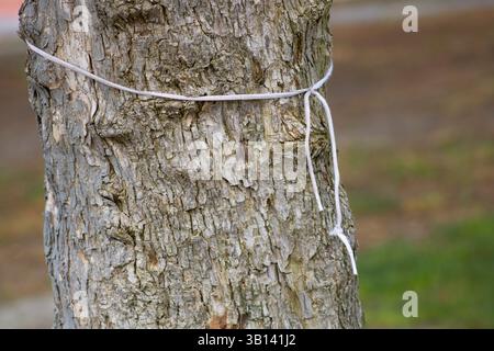 white shoelace tied around tree trunk Stock Photo