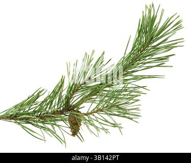 Pine cones with branches on white background. Fir with cones. Christmas decoration. Forest. Pine Branches with Pine Cones. Spruce leaves and Cones. Stock Photo