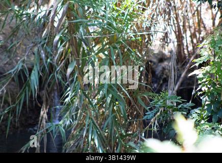 long green leaves on tree Stock Photo