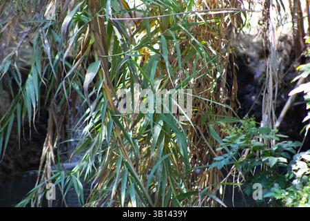 long green leaves on tree Stock Photo