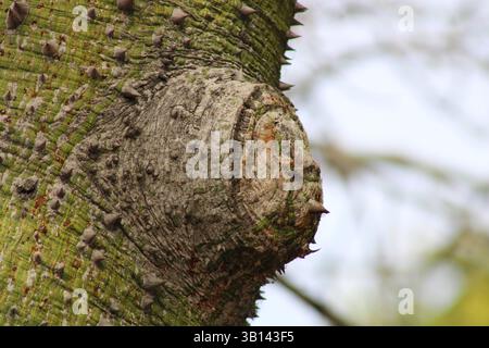 spiked tree bark covered in green moss Stock Photo