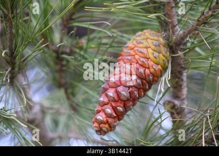 red and yellow gradient pine cone on tree Stock Photo