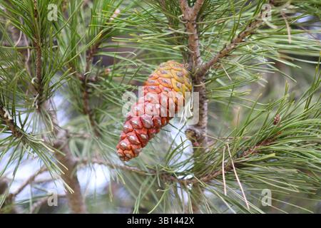 red and yellow gradient pine cone on tree Stock Photo