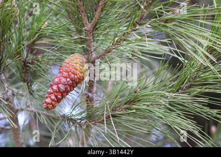 red and yellow gradient pine cone on tree Stock Photo