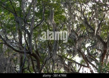 Beautiful Spanish Moss hanging from a tree in Florida Stock Photo