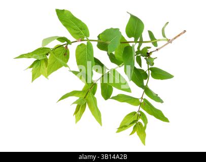 Branch of hackberry tree isolated on white Stock Photo