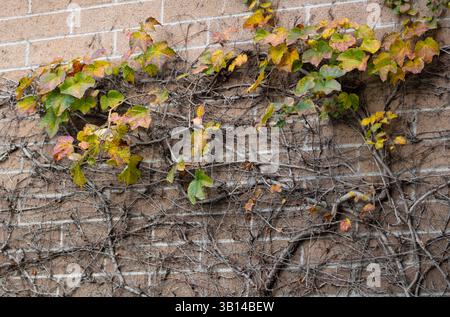 ivy branches growing across brick wall Stock Photo