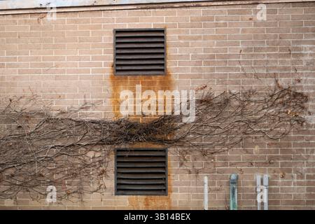 ivy branches growing across brick wall Stock Photo