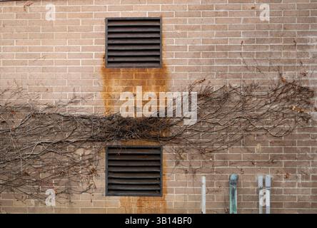 ivy branches growing across brick wall Stock Photo
