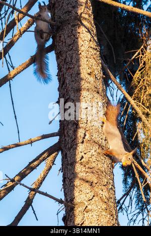 Two squirrels with fluffy tails on the trunk of an old tree. Two Red squirrels chasing each other around a tree. Red squirrels play with each other. Stock Photo