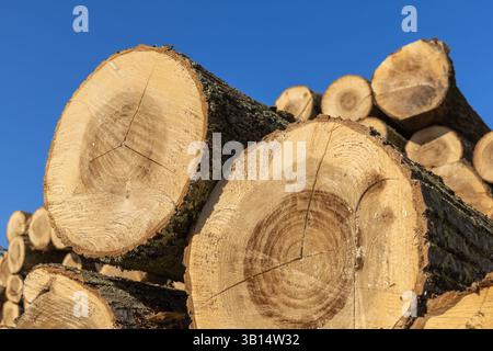 Close up of tree trunks in nature on a blue sky day. many cut tree trunks in high quality. Stock Photo