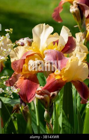 Stem of Iris germanica ‘Supreme Sultan’ showing multiple blooms with bold yellow standards and red-brown falls, growing outdoors in June sunlight. Stock Photo