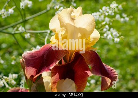 Iris germanica ‘Supreme Sultan’ flowering in a summer border, striking bicolor blooms with golden standards and mahogany-red falls among foliage. Stock Photo