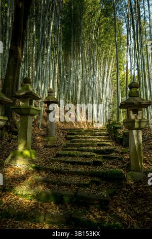 Moss covered stairs through a forest in Kuramoto in Japan Stock Photo