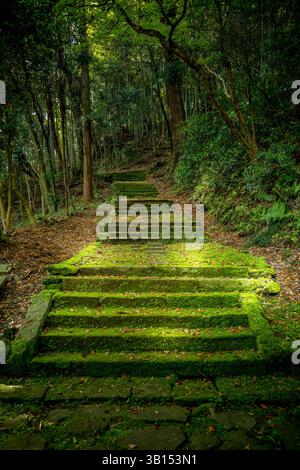 Moss covered stairs through a forest in Kuramoto in Japan Stock Photo