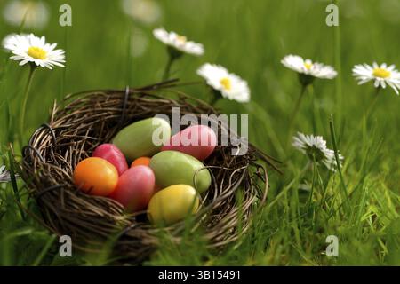 Sugar eggs in an Easter nest in the meadow with daisies Stock Photo