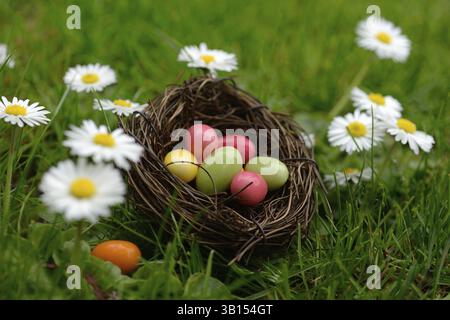 Sugar eggs in an Easter nest in the meadow with daisies Stock Photo