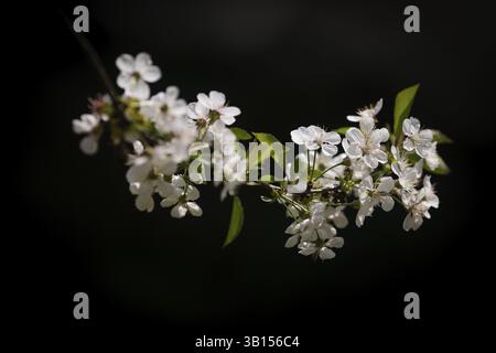 Blossoming cherry blossom branch, Baden-Wuerttemberg, Germany, Europe Stock Photo