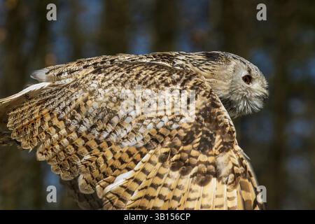 Close-up of an owl in flight, wings and feather pattern visible in the light, Siberian Eagle Owl (Bubo bubosibiricus), Germany, Europe Stock Photo