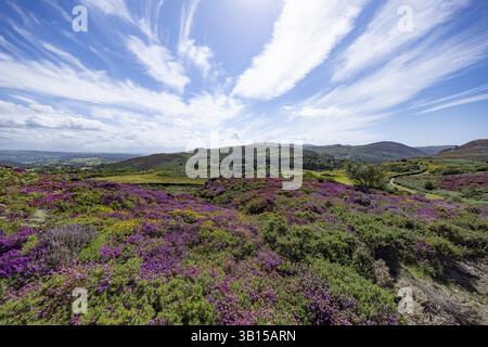 Vast landscape with purple flowering heather (Erica) and clouds in the sky on the edge of Snowdonia National Park, Conwy, Dwygyfylchi, Caernarfonshire Stock Photo