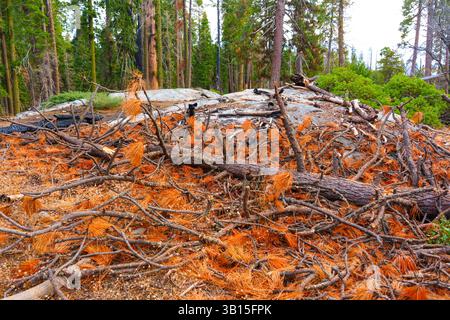 Close-up view of fallen pine needles and twigs resting on rocky terrain in Sequoia National Park, highlighting the forest floor's natural beauty. Stock Photo