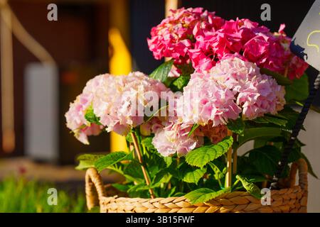 Close-up shot of lush pink and white hydrangeas arranged in a woven basket, showcasing their vibrant colors and details against a blurred background. Stock Photo