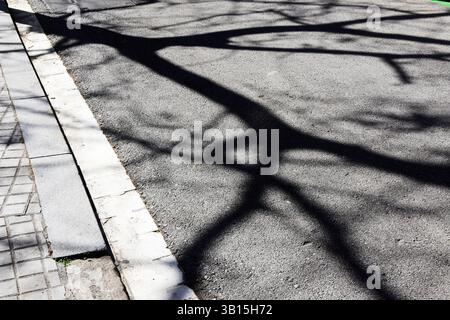 Shadow of a tree on the asphalt. Stock Photo