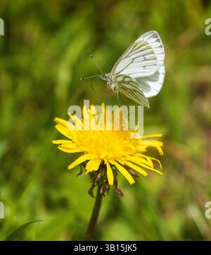 Pieris napi, Green Veined white butterfly, in flight above a spring flowering dandelion, Taraxacum agg. Stock Photo