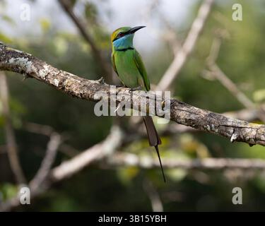 A Little Green Bee-eater in Yala National Park, Sri Lanka Stock Photo