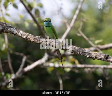 A Little Green Bee-eater in Yala National Park, Sri Lanka Stock Photo