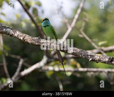 A Little Green Bee-eater in Yala National Park, Sri Lanka Stock Photo