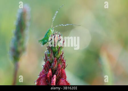 Cricket nymph on sainfoin (Onobrychis viciifolia) with dew drops, Alcoy, Spain Stock Photo