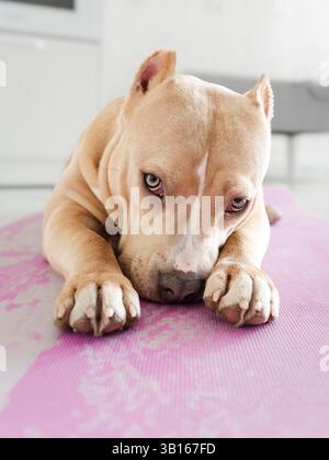 A very cute puppy of american bully breed Stock Photo