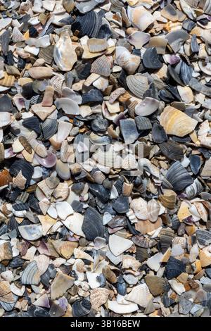 Broken Shells Texture on Coastal Beach Stock Photo